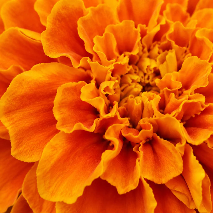 Lutein